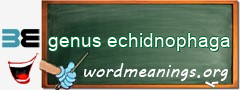 WordMeaning blackboard for genus echidnophaga